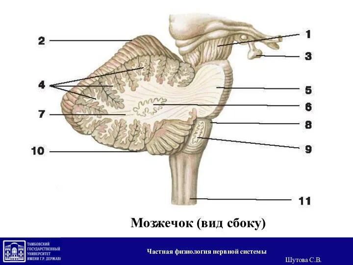 Мозжечок (вид сбоку) Частная физиология нервной системы Шутова С.В.