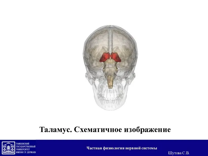 Таламус. Схематичное изображение Частная физиология нервной системы Шутова С.В.