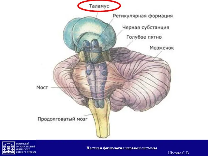 Частная физиология нервной системы Шутова С.В.