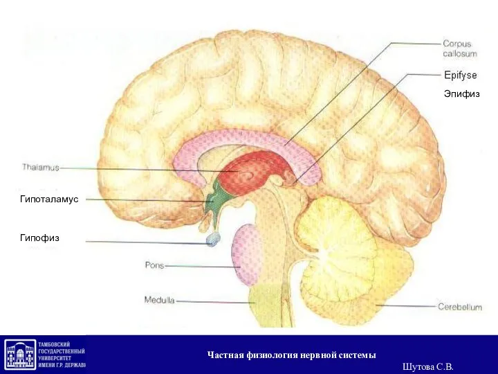 Гипоталамус Гипофиз Эпифиз Частная физиология нервной системы Шутова С.В.