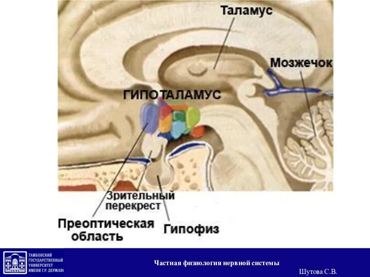 Частная физиология нервной системы Шутова С.В.