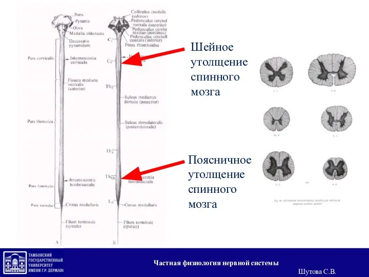 Шейное утолщение спинного мозга Поясничное утолщение спинного мозга Частная физиология нервной системы Шутова С.В.