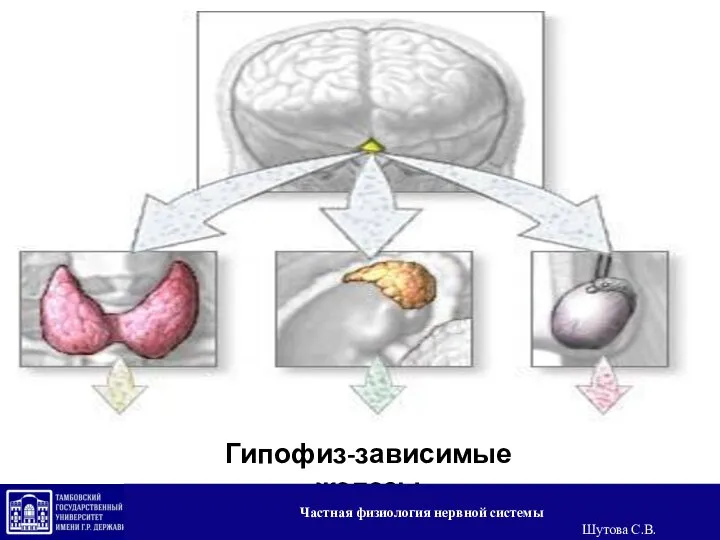 Гипофиз-зависимые железы Частная физиология нервной системы Шутова С.В.