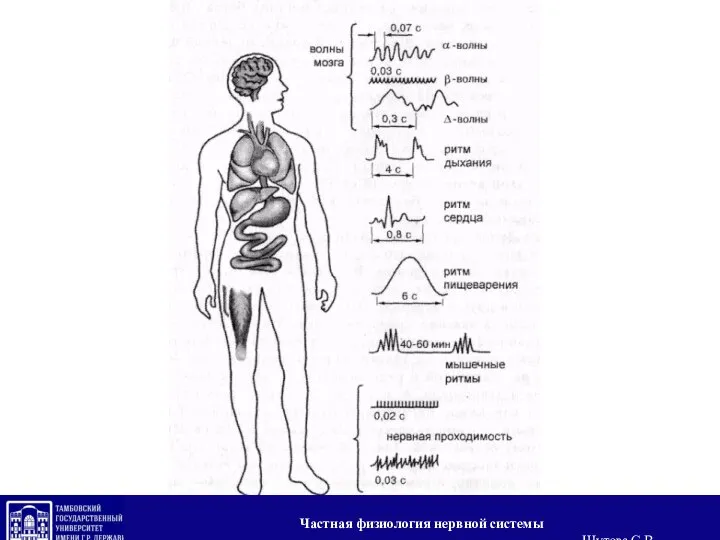 Частная физиология нервной системы Шутова С.В.