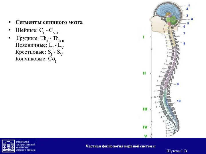 Сегменты спинного мозга Шейные: CI - CVII Грудные: ThI - ThXII