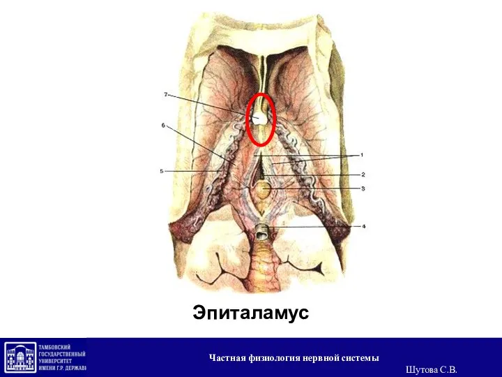 Эпиталамус Частная физиология нервной системы Шутова С.В.