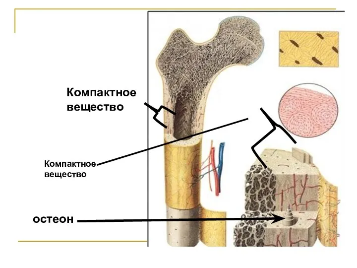 Компактное вещество Компактное вещество остеон