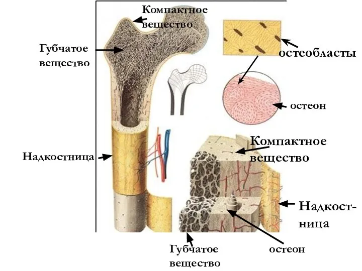 остеобласты Надкост-ница Компактное вещество Губчатое вещество Компактное вещество Губчатое вещество Надкостница остеон остеон