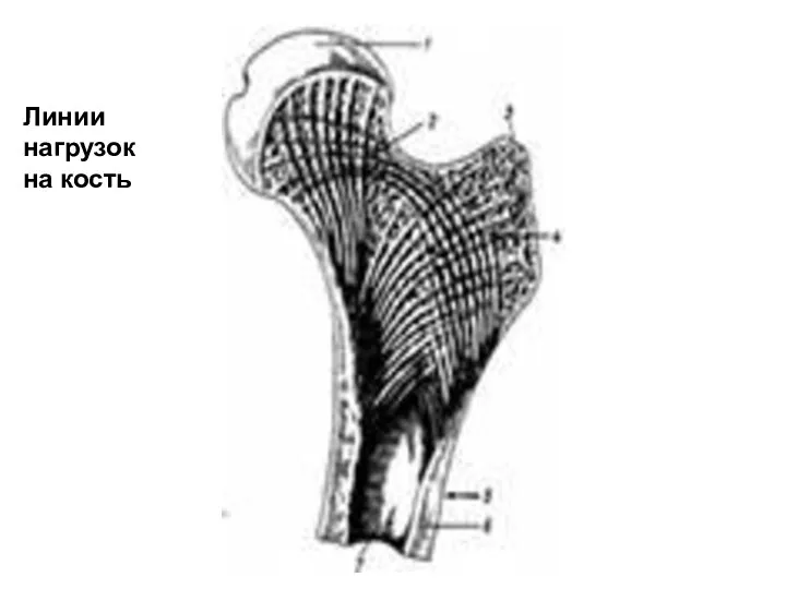Линии нагрузок на кость