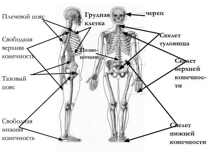 череп Скелет туловища Скелет верхней конечнос-ти Скелет нижней конечности Плечевой пояс