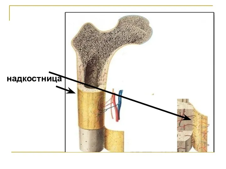 надкостница