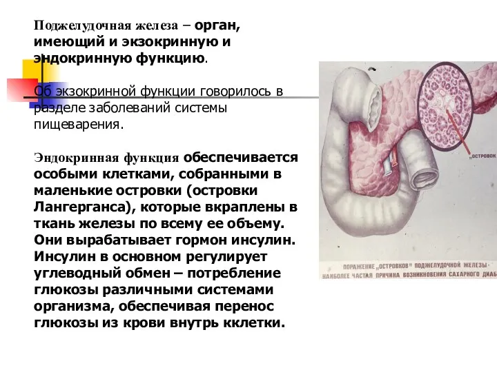 Поджелудочная железа – орган, имеющий и экзокринную и эндокринную функцию. Об