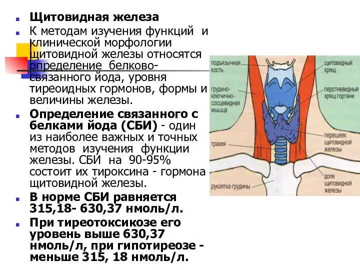 Щитовидная железа К методам изучения функций и клинической морфологии щитовидной железы