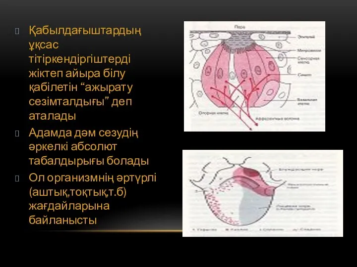 Қабылдағыштардың ұқсас тітіркендіргіштерді жіктеп айыра білу қабілетін “ажырату сезімталдығы” деп аталады