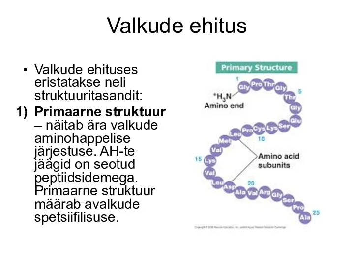 Valkude ehitus Valkude ehituses eristatakse neli struktuuritasandit: Primaarne struktuur – näitab