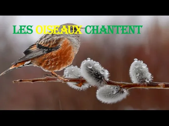 Les oiseaux chantent