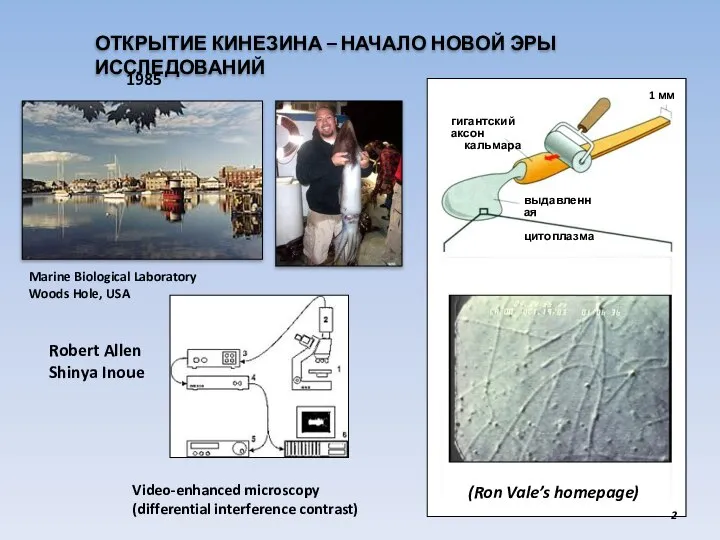 ОТКРЫТИЕ КИНЕЗИНА – НАЧАЛО НОВОЙ ЭРЫ ИССЛЕДОВАНИЙ Marine Biological Laboratory Woods