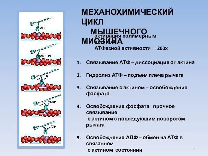 МЕХАНОХИМИЧЕСКИЙ ЦИКЛ МЫШЕЧНОГО МИОЗИНА Связывание АТФ – диссоциация от актина Гидролиз