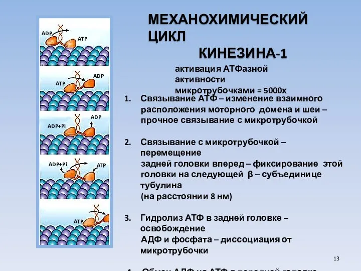 МЕХАНОХИМИЧЕСКИЙ ЦИКЛ КИНЕЗИНА-1 Связывание АТФ – изменение взаимного расположения моторного домена