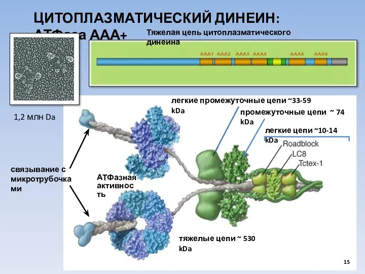 ЦИТОПЛАЗМАТИЧЕСКИЙ ДИНЕИН: АТФаза ААА+ легкие цепи ~10-14 kDa тяжелые цепи ~