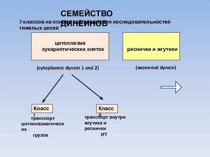 СЕМЕЙСТВО ДИНЕИНОВ 7 классов на основе выравнивания последовательностей тяжелых цепей цитоплазма