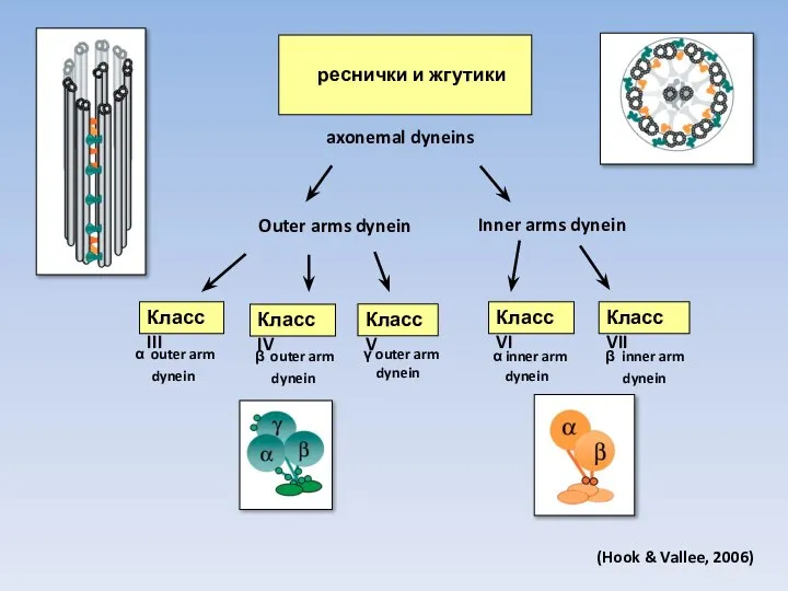 реснички и жгутики axonemal dyneins Класс III Класс IV Класс V