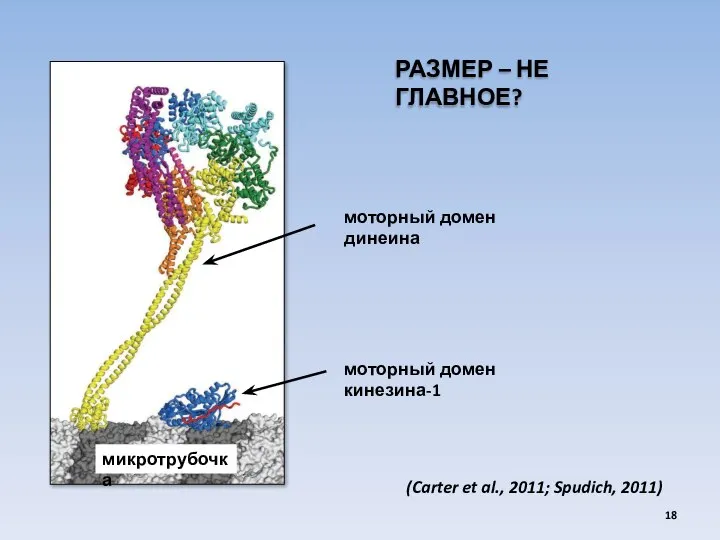 микротрубочка моторный домен динеина моторный домен кинезина-1 (Carter et al., 2011;