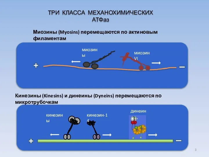 Кинезины (Kinesins) и динеины (Dyneins) перемещаются по микротрубочкам кинезины кинезин-14 динеины