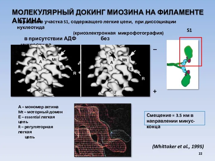 МОЛЕКУЛЯРНЫЙ ДОКИНГ МИОЗИНА НА ФИЛАМЕНТЕ АКТИНА Вращение участка S1, содержащего легкие