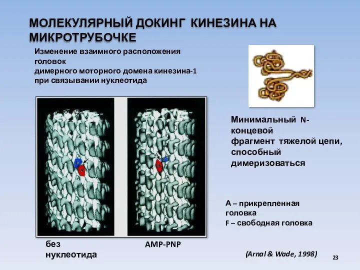 МОЛЕКУЛЯРНЫЙ ДОКИНГ КИНЕЗИНА НА МИКРОТРУБОЧКЕ А – прикрепленная головка F –