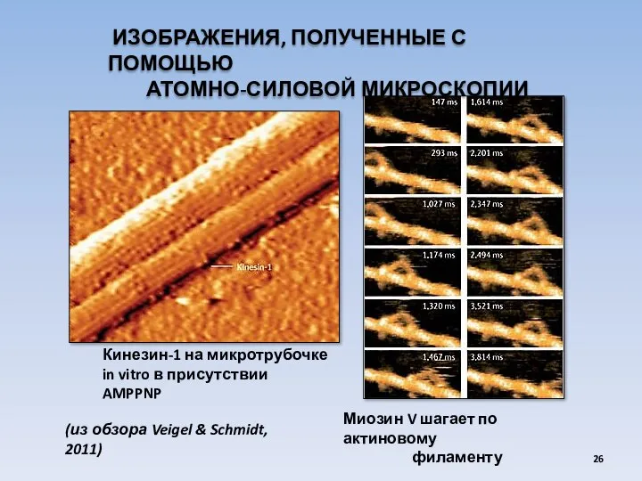 Кинезин-1 на микротрубочке in vitro в присутствии AMPPNP Миозин V шагает