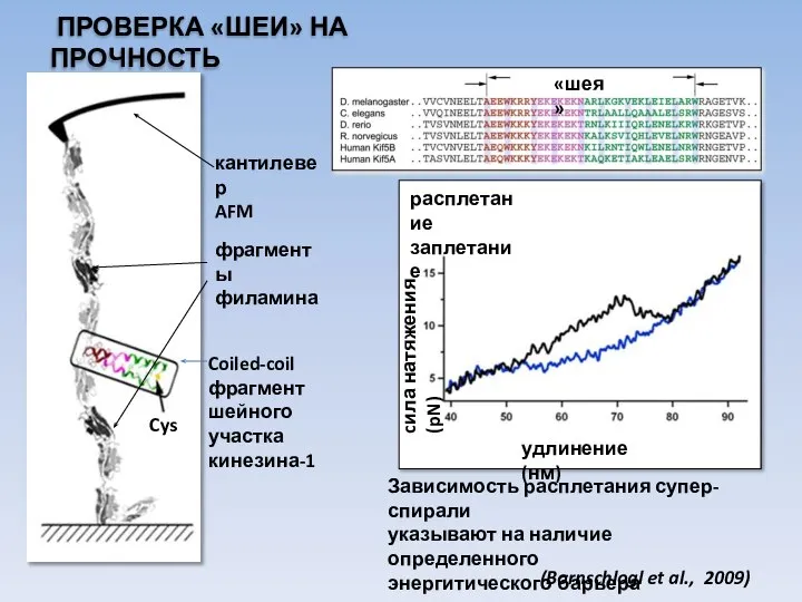 ПРОВЕРКА «ШЕИ» НА ПРОЧНОСТЬ Coiled-coil фрагмент шейного участка кинезина-1 кантилевер AFM