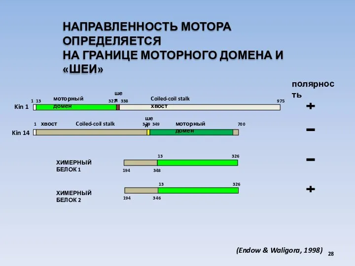 Kin 14 Kin 1 полярность 1 13 327 338 975 1