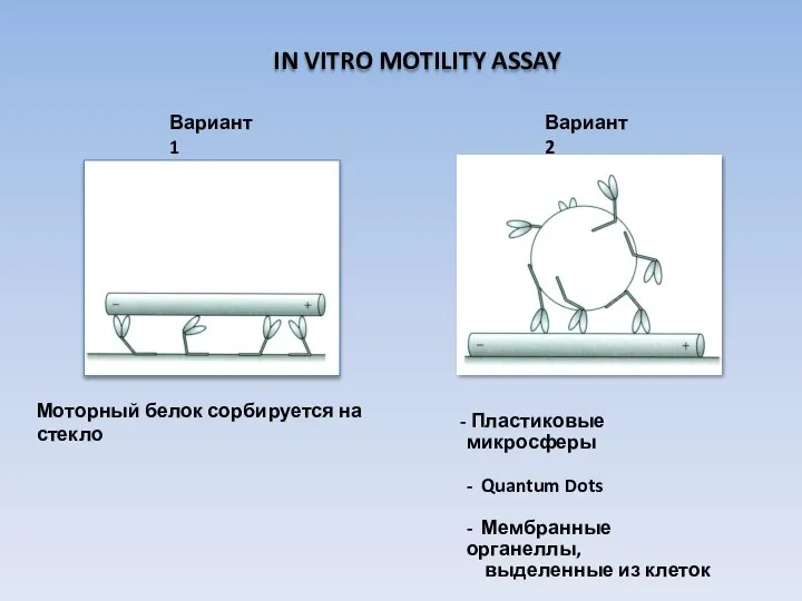 IN VITRO MOTILITY ASSAY Моторный белок сорбируется на стекло Пластиковые микросферы