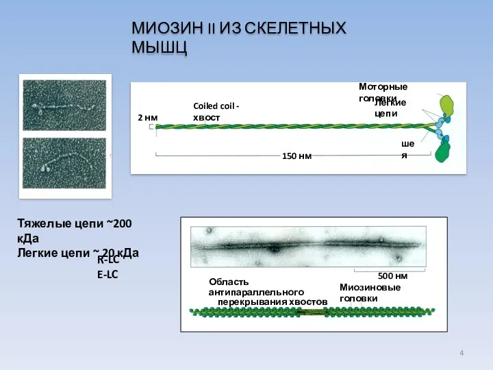 МИОЗИН II ИЗ СКЕЛЕТНЫХ МЫШЦ шея Coiled coil - хвост Легкие