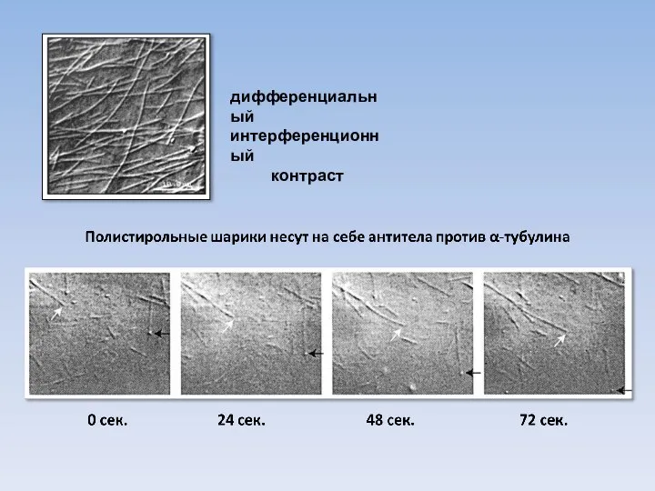 дифференциальный интерференционный контраст