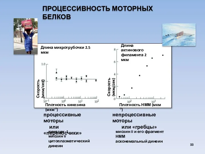 ПРОЦЕССИВНОСТЬ МОТОРНЫХ БЕЛКОВ Плотность кинезина (мкм-2) Плотность НММ (мкм -2) Скорость