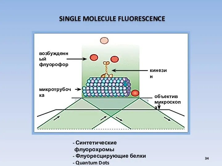 SINGLE MOLECULE FLUORESCENCE Синтетические флуорохромы Флуоресцирующие белки Quantum Dots микротрубочка объектив микроскопа кинезин возбужденный флуорофор