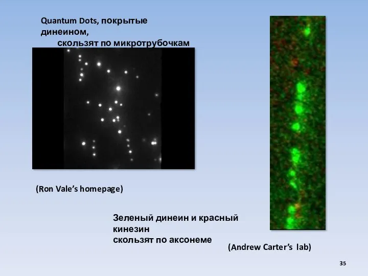 (Ron Vale’s homepage) Quantum Dots, покрытые динеином, скользят по микротрубочкам Зеленый