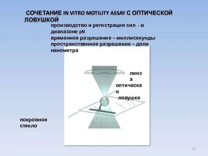 производство и регистрация сил - в диапазоне pN временное разрешение –
