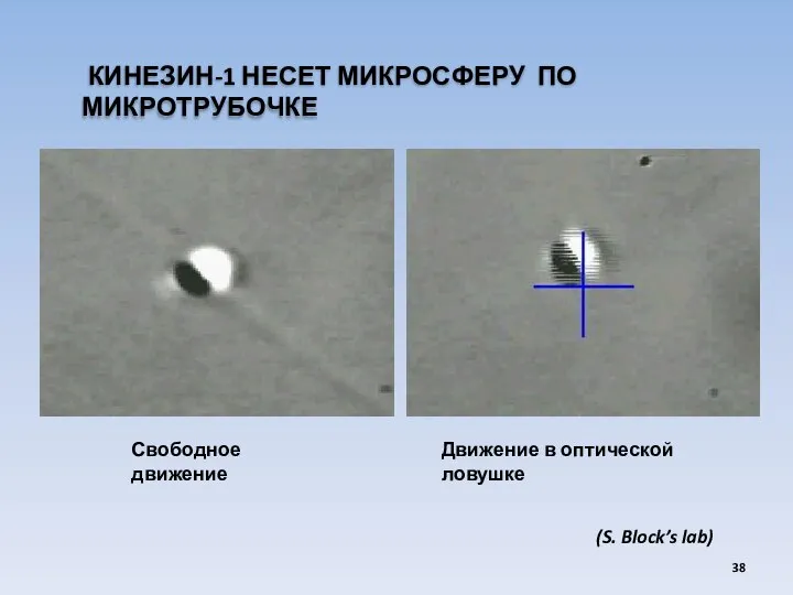 КИНЕЗИН-1 НЕСЕТ МИКРОСФЕРУ ПО МИКРОТРУБОЧКЕ Свободное движение Движение в оптической ловушке (S. Block’s lab)