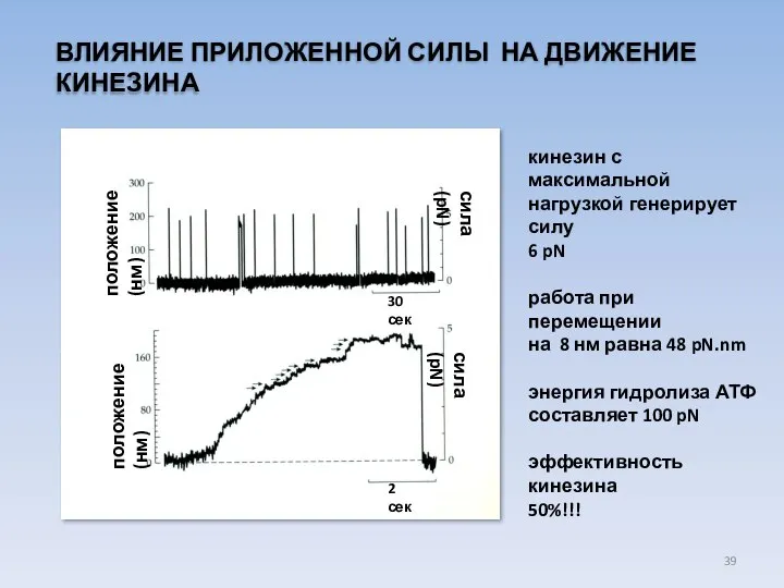 ВЛИЯНИЕ ПРИЛОЖЕННОЙ СИЛЫ НА ДВИЖЕНИЕ КИНЕЗИНА сила (pN) сила (pN) положение