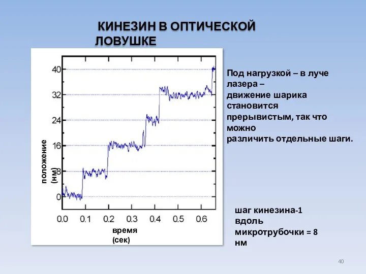 КИНЕЗИН В ОПТИЧЕСКОЙ ЛОВУШКЕ время (сек) положение (нм) шаг кинезина-1 вдоль