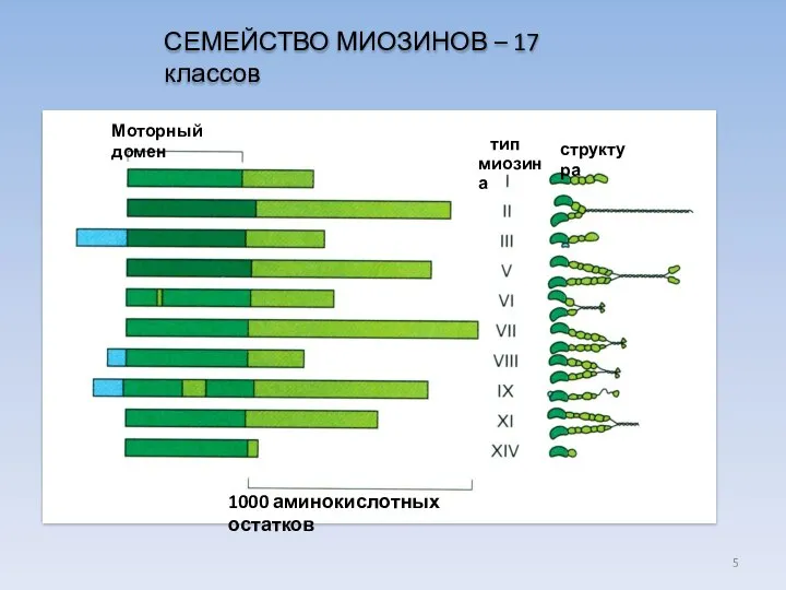 СЕМЕЙСТВО МИОЗИНОВ – 17 классов Моторный домен тип миозина структура 1000 аминокислотных остатков