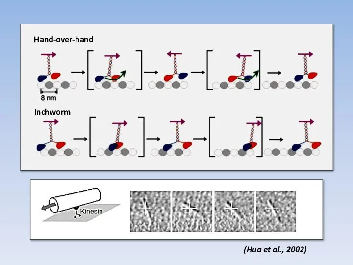 (Hua et al., 2002) Hand-over-hand Inchworm