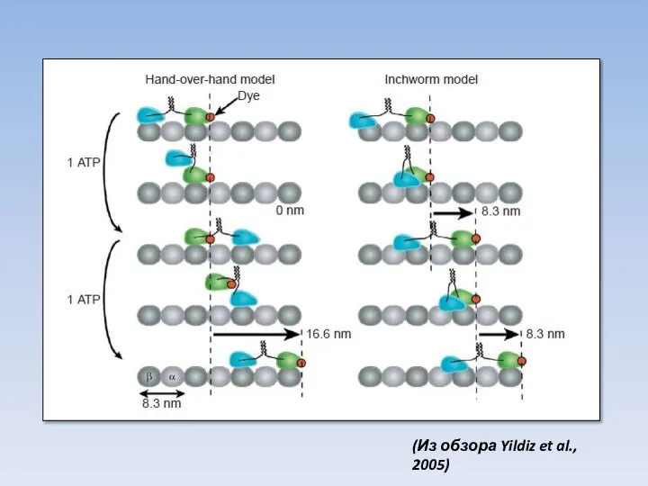 (Из обзора Yildiz et al., 2005)