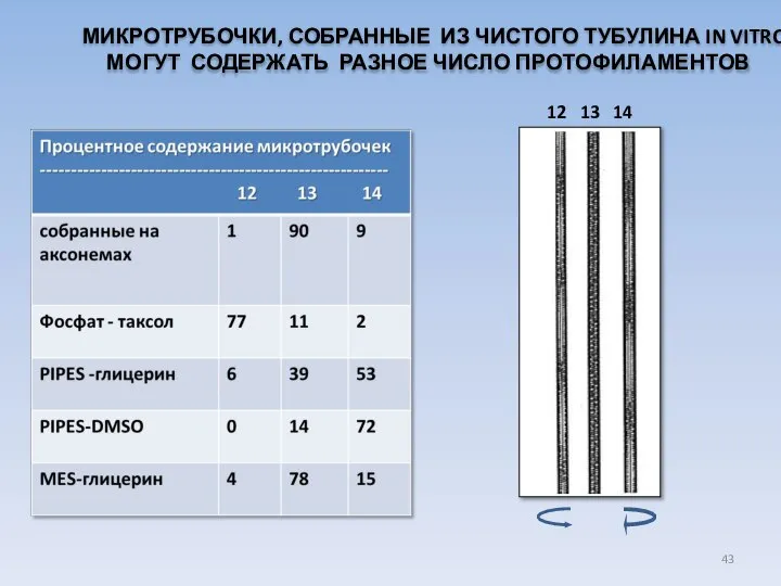 МИКРОТРУБОЧКИ, СОБРАННЫЕ ИЗ ЧИСТОГО ТУБУЛИНА IN VITRO, МОГУТ СОДЕРЖАТЬ РАЗНОЕ ЧИСЛО ПРОТОФИЛАМЕНТОВ 12 13 14