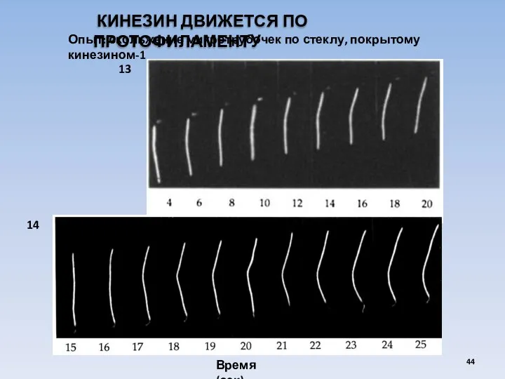 КИНЕЗИН ДВИЖЕТСЯ ПО ПРОТОФИЛАМЕНТУ Опыт: скольжение микротрубочек по стеклу, покрытому кинезином-1 Время (сек) 13 14