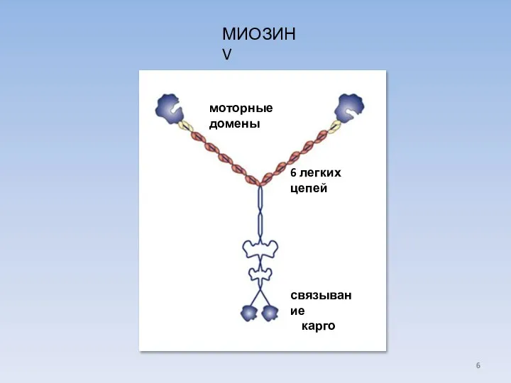 МИОЗИН V моторные домены 6 легких цепей связывание карго