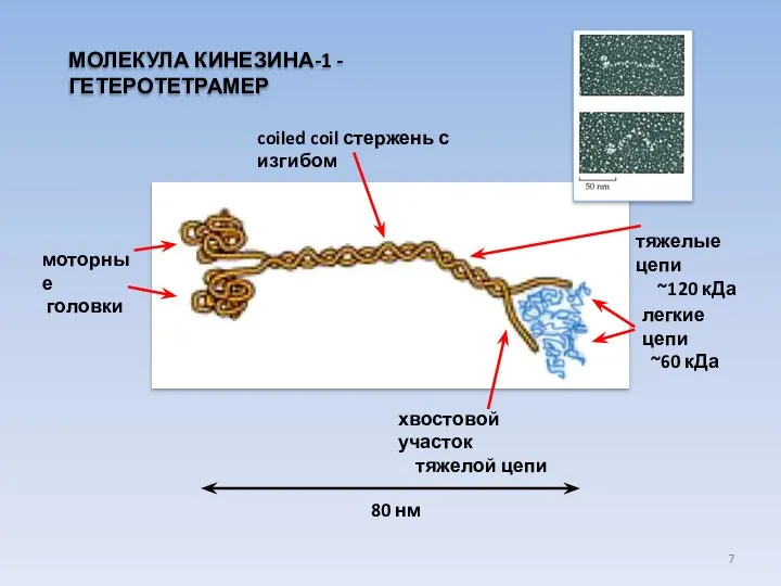 МОЛЕКУЛА КИНЕЗИНА-1 - ГЕТЕРОТЕТРАМЕР легкие цепи ~60 кДа coiled coil стержень